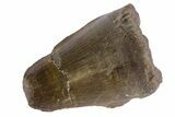 Jurassic Crocodile (Goniopholis?) Tooth - Colorado #162486-1